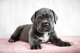 Cane-Corso-Welpen